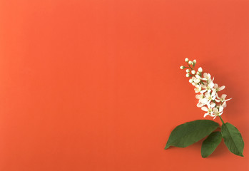 white cherry flowers on a red background