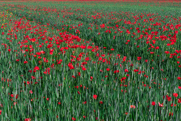 Poppy and buds parasitizing a wheat field. View from above.