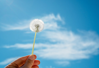 Close up photo of hand holding white dandelion at blue sky with white clouds background. I love summer concept. Copy space