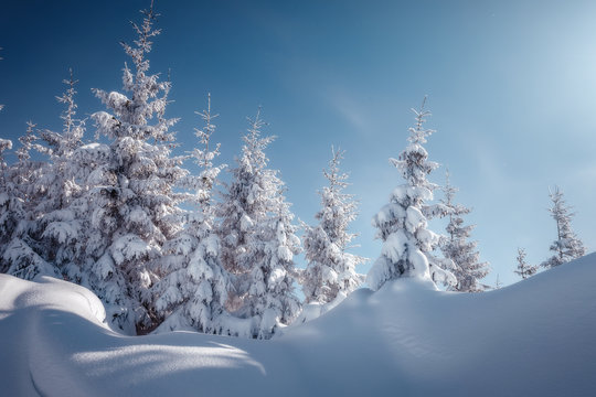 Winter landscape with spruce forest in the mountains. Winter Scene. Snowcovered Pine Trees in the Winter Wonderland Forest. Wonderful nature background. Instagram Filter. Picture of wild area © jenyateua
