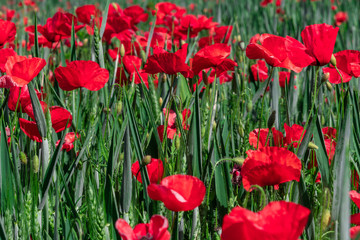 Obraz premium Poppy and buds parasitizing a wheat field. Close-up view from above.