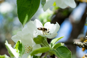 
Bee on an apple blossom.