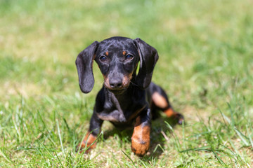 Cute puppy of dachshund