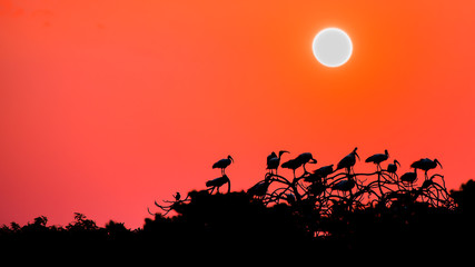 Fototapeta na wymiar a flock of birds resting during sunset