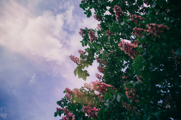 blooming pink flowers chestnut tree