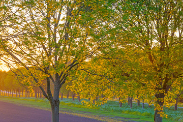 Fototapeta premium Trees along an agricultural field along a road below a blue sky in sunlight at sunrise in a spring morning