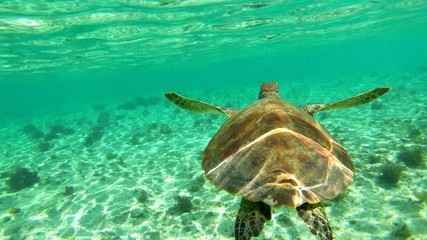 Obraz premium The back of a wild tortoise which is swimming in the ocean