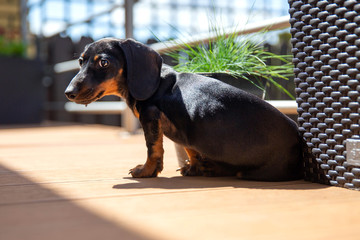 Cute puppy of dachshund