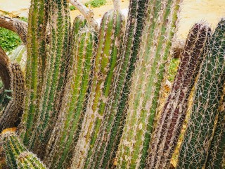 Close up of cactus in Punta Gallinas Colombia
