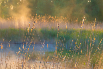 Reed along the edge of a misty lake below a blue sky in sunlight at sunrise in a spring morning
