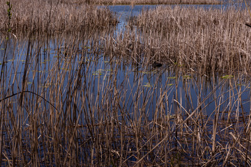 dry reeds in the pond in early spring