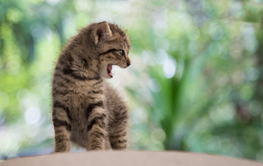 whisker cat have predator race instinct as mini tiger 