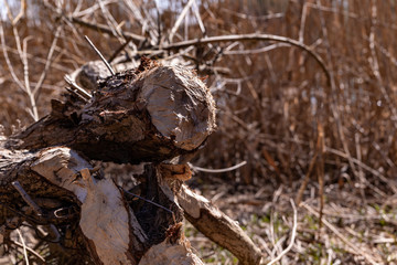 tree gnawed by beavers traces of beaver teeth felled tree in early spring close up