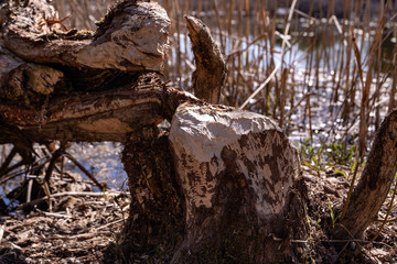 Fototapeta premium tree gnawed by beavers traces of beaver teeth felled tree in early spring close up