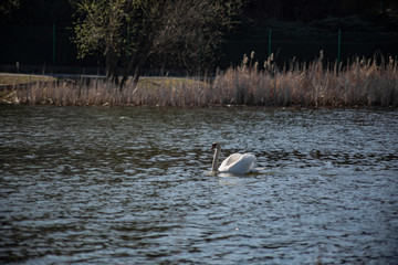 beautiful white swan swims in the lake in early spring in sunny weather