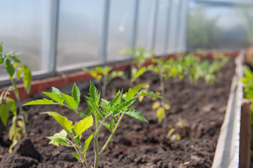 Tomato seedlings in a greenhouse, consecrated by the sun. Close-up, selective focus, blurred background