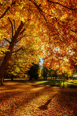 Naklejka premium Autumn landscape beautiful colored trees in the forest, glowing in sunlight. wonderful picturesque background. color in nature. gorgeous view. Amazing nature landscape.