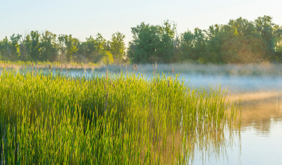 Fototapeta na wymiar Reed along the edge of a misty lake below a blue sky in sunlight at sunrise in a spring morning
