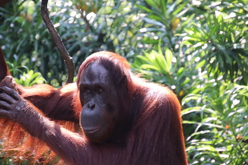 Female orang-utan at the zoo.