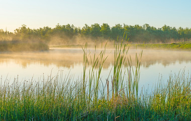 Reed along the edge of a misty lake below a blue sky in sunlight at sunrise in a spring morning