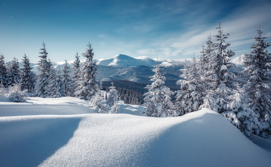Winter landscape on a sunny day. Little spruce under snow in the mountains. Awesome Wintry nature scenery. Amazing natural background. Christmass concept. Carpathian national park, Ukraine, Europe.