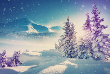 Magic Winter Landscape. Awesome alpine highlands in fog. Panoramic view of winter fairy-tale frosen trees and Majestic mountain rock on the background. in the Alps in misty evening at sunset