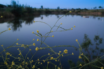 woda staw poranek kwiaty odblaski © Piotr