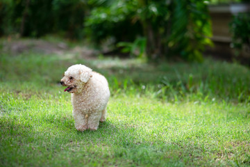 Poodle toy dog