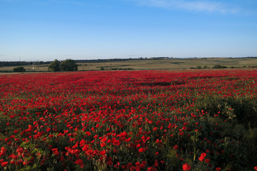 krajobraz łąka maki czerwone niebo niebieskie