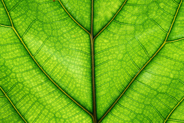 green leaf texture