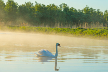 Swan swimming in a misty lake below a blue sky in sunlight at sunrise in a spring morning