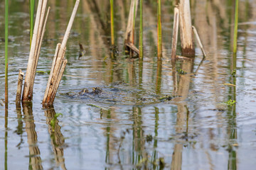 The frog in the pond water mates in its natural habitat
