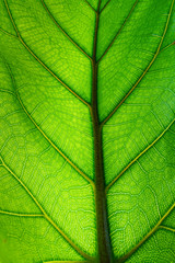 green leaf background