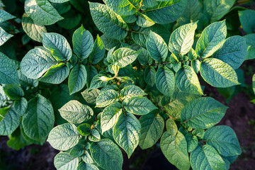 Potato leaves. Green leafs of potatoes as background