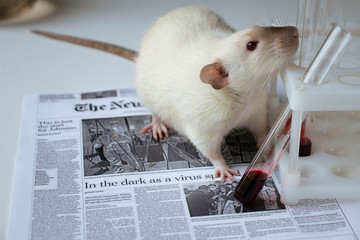 Siamese rat on the newspaper near to test tube on the table