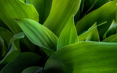 Closeup shot of few green leaves 