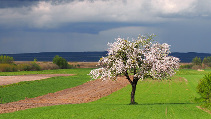 Kwitnące drzewo na polu