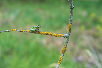 The green tree frog - Hyla arborea - sits on a tree branch by a pond in its natural habitat