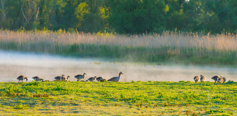 Geese and goslings walking along the edge of a misty lake below a blue sky in sunlight at sunrise in a spring morning