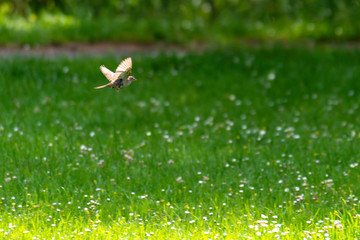 Nightingale singing on a flowering branch, Common nightingale (Luscinia megarhynchos) sits on a branch and sings