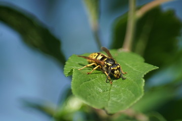 A European Wasp is resting on a green leaf.