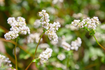 Buckwheat field, farmland. Blossoming buckwheat plant with white flowers