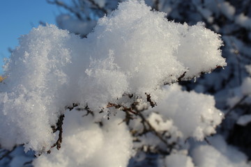 Snow on branches in winter