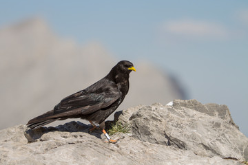 Exemplary of alpine chough.