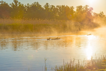 Geese and goslings swimming along the edge of a misty lake below a blue sky in sunlight at sunrise in a spring morning