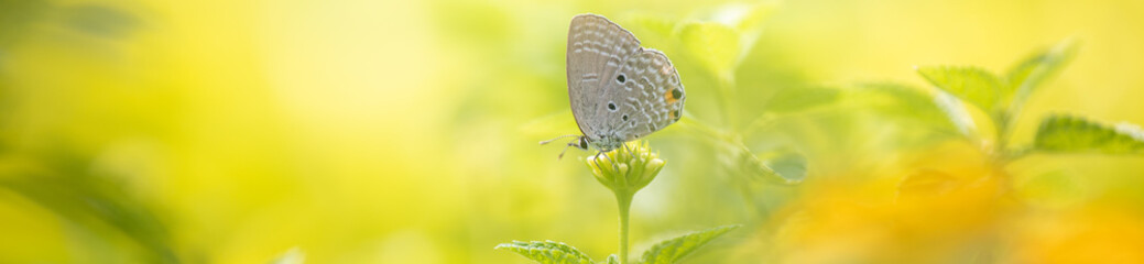 Nature of butterfly and flower in garden using as background butterflies day cover page or banner template brochure landing page wallpaper design
