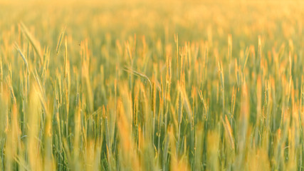 Wheat at sunset. Close-up shot.