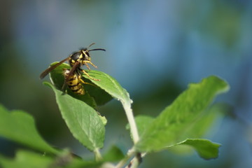 A European Wasp is resting on a green leaf.