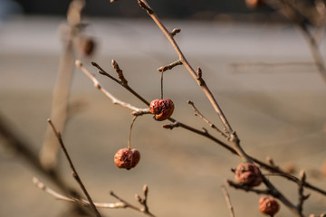 Last year's dried cherries on a tree in spring. Belarus, spring background. Macro photo of shriveled berries.