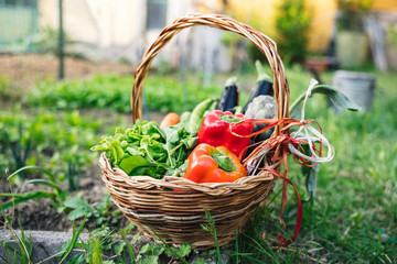 Wicker basket with the harvest of the field in the home garden, in the basket there is salad,...